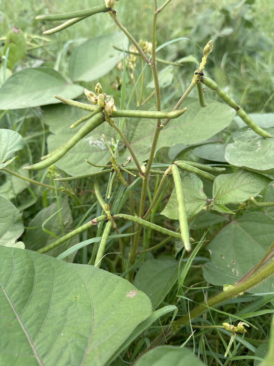 iasmitayadav's tweet photo. Agriculturally, mung bean are particularly valuable as a soil-enriching crop and are useful as cover crops and as green manure. 
These are “Nitrogen fixers” for the soil but also need careful cultivation and harvesting.

#Sustainability #foodsustainibility #agriculture https://t.co/t2tiMDlEcj
