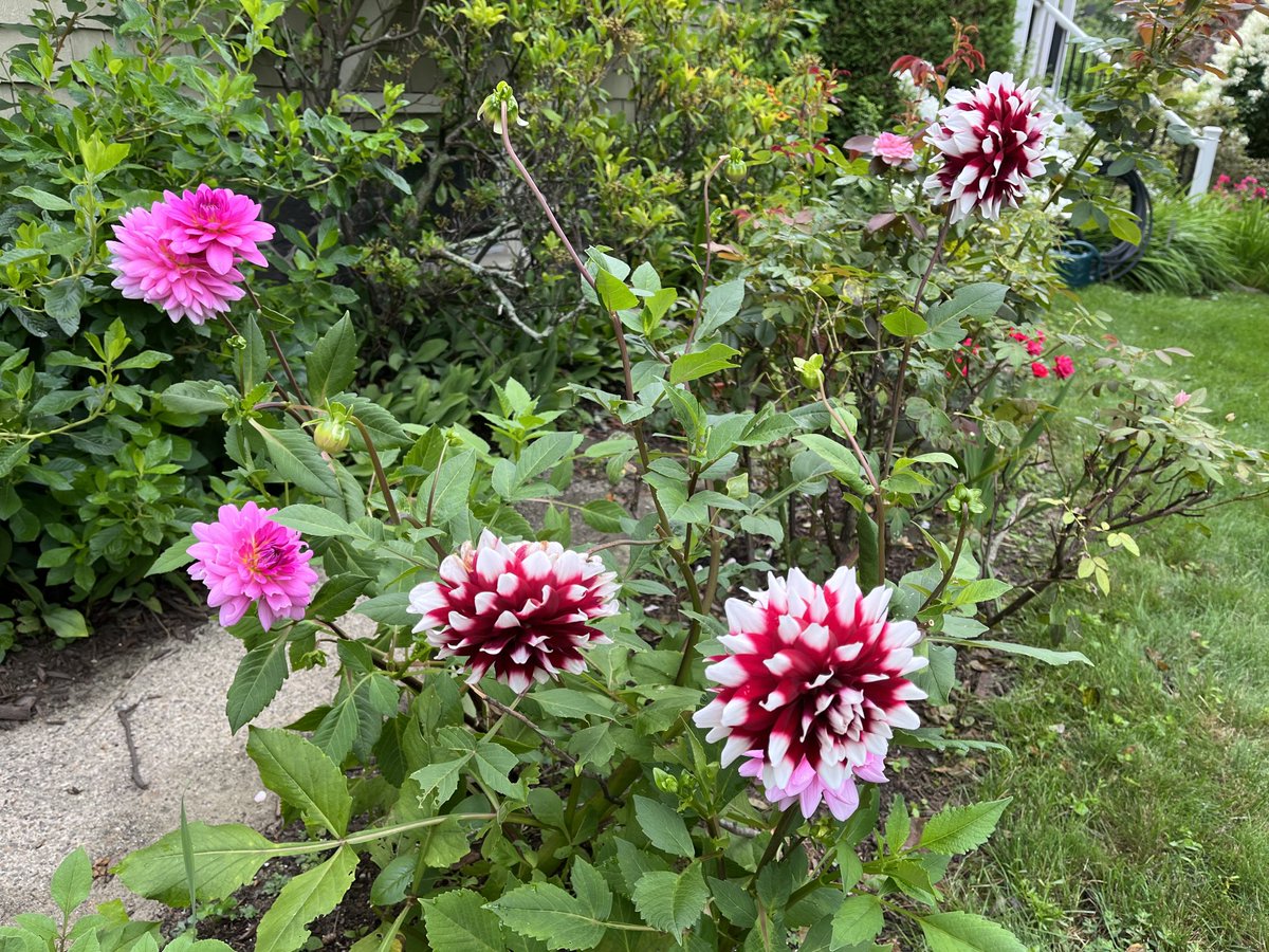 ⁦<a href="/Dahlialithwick/">Dahlia Lithwick</a>⁩ Fan mail, 2023