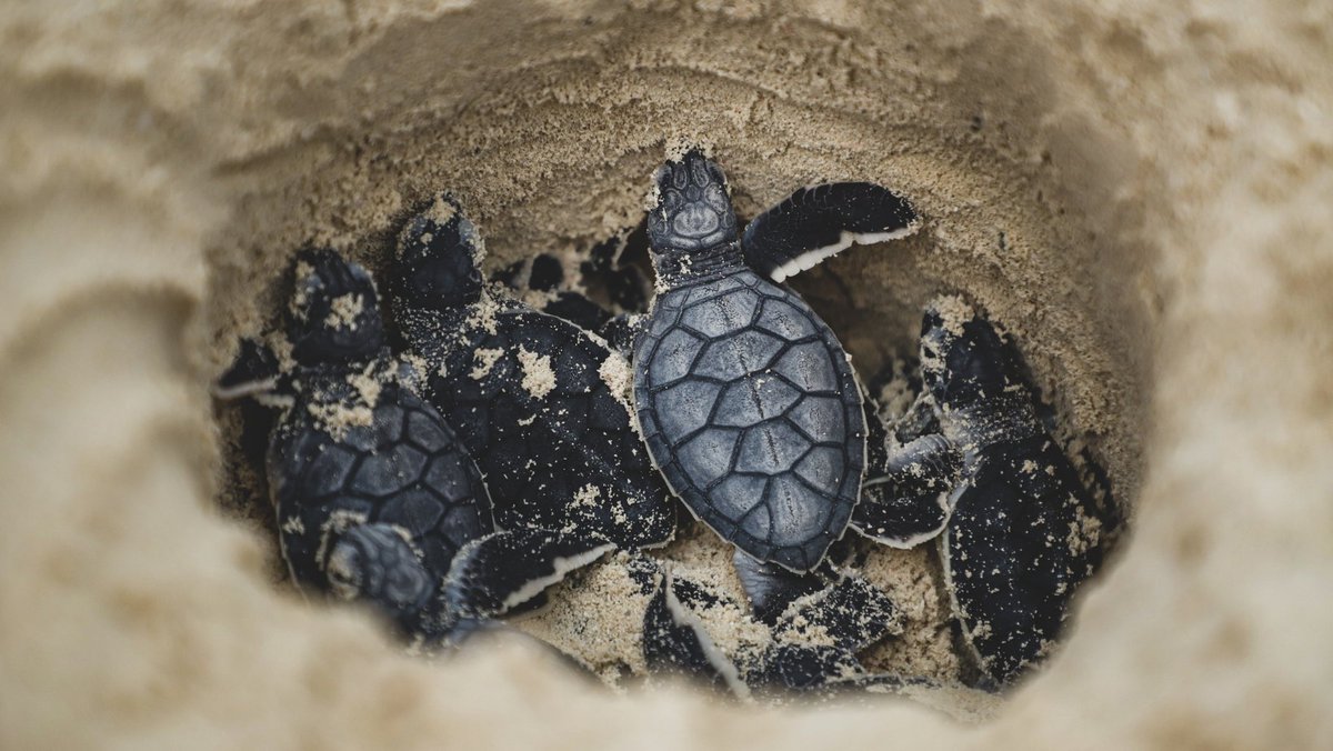 Playa Hotels & Resorts tweet media