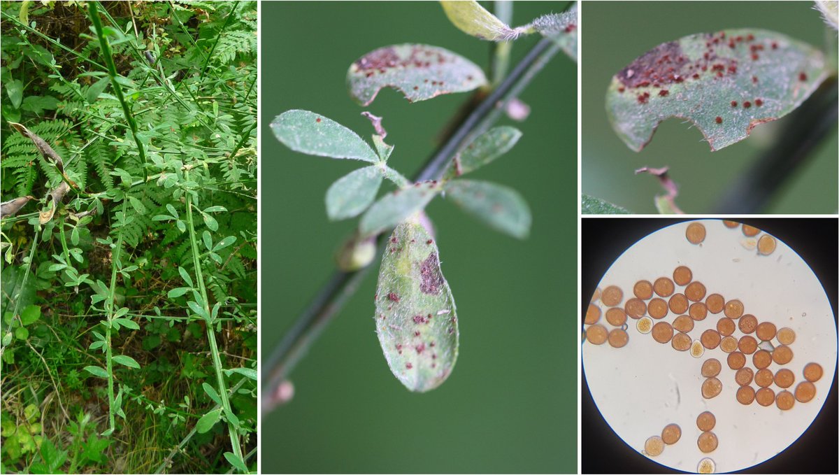 wheatpath's tweet photo. #Rust on scotch broom (#Cytisus scoparius) caused by #Uromyces sp., most likely U. sarothamni (Moudeyres, FR). https://t.co/2r4BOEb61z