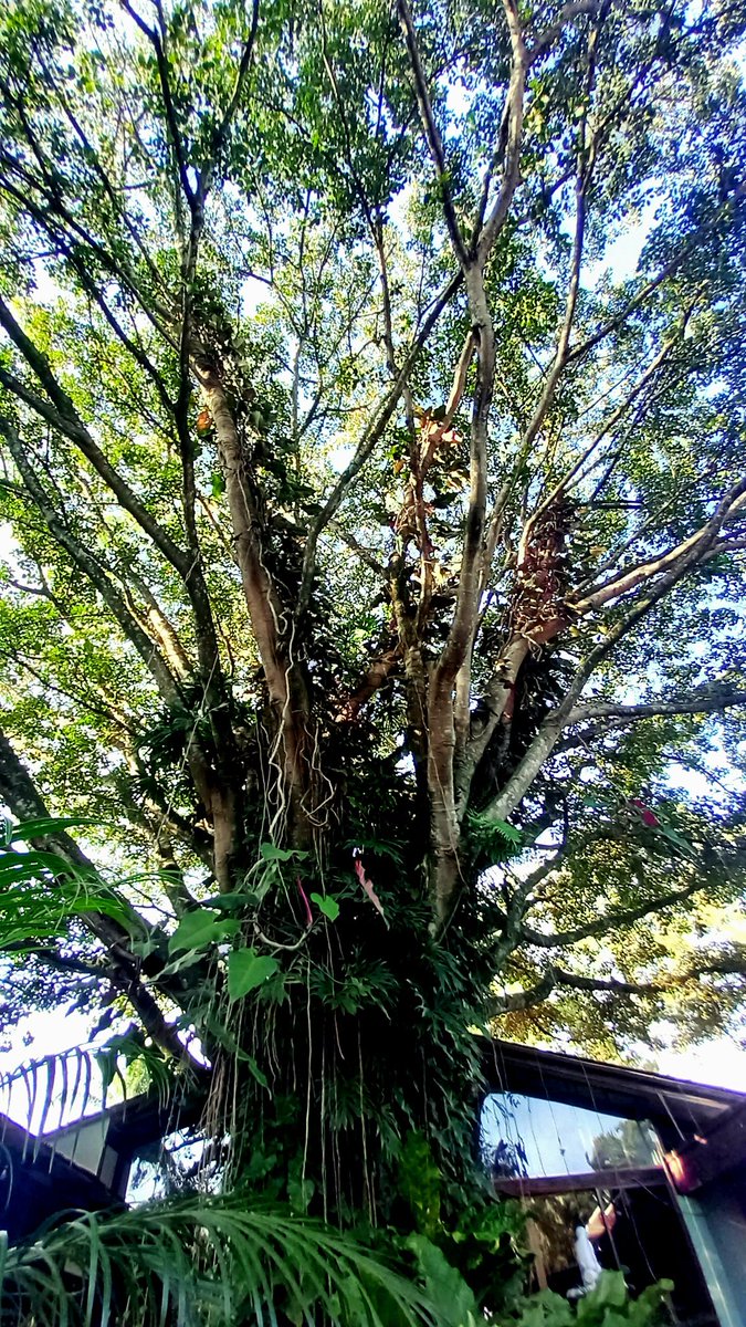 UCDTropicalEcology tweet media