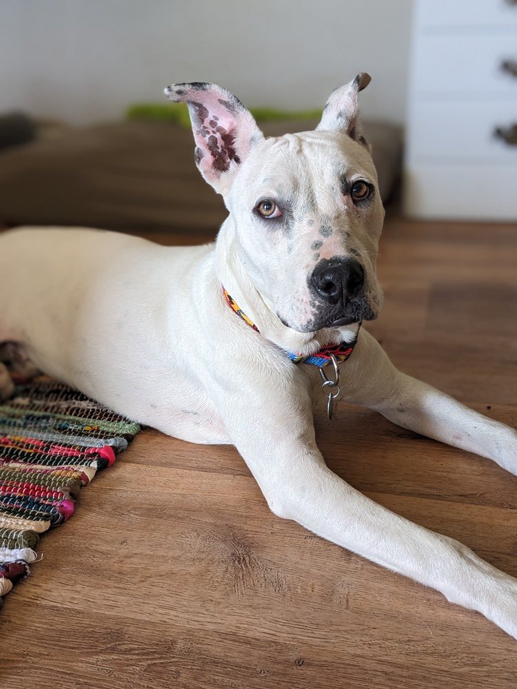 Hearts of Hope Dog Rescue tweet media