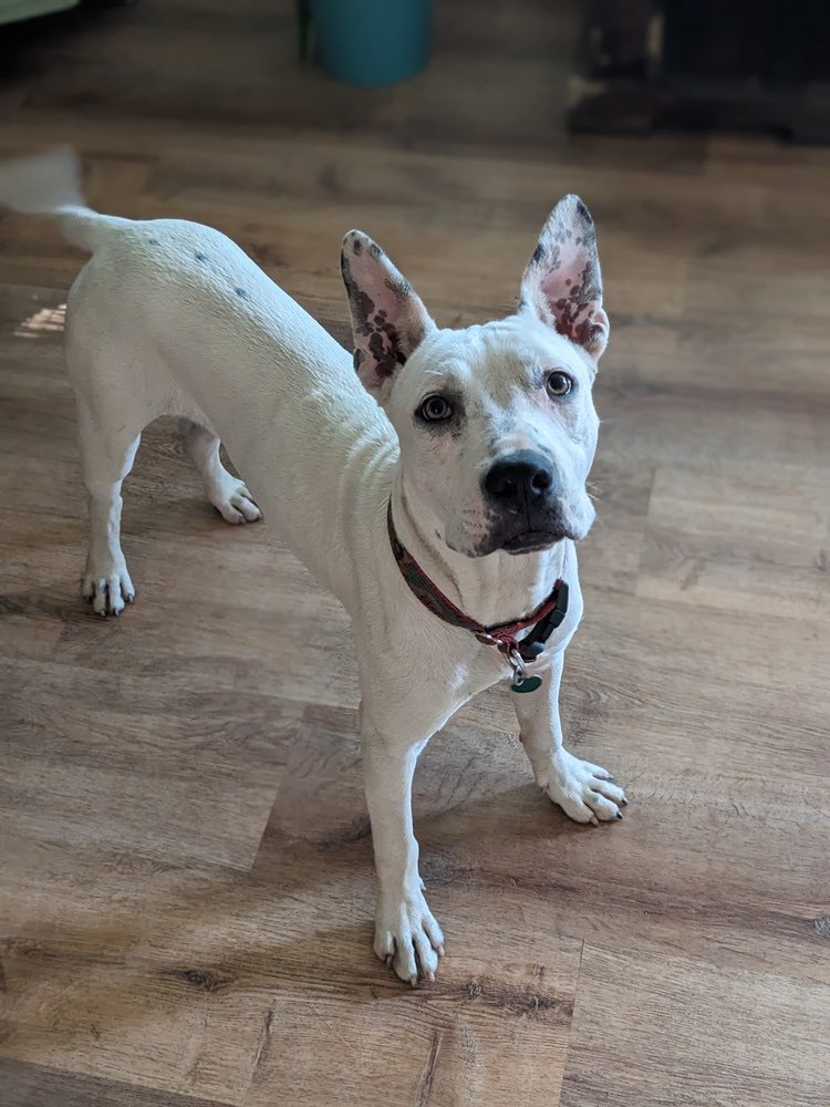 Brando is so ready for his new home. He has such handsome ears! Someone should come adopt him. 😍 learn more at: petlover.petstablished.com/pets/public/17…
#adoptdontshop #dogsofgr #untiltherearenone #goodpup