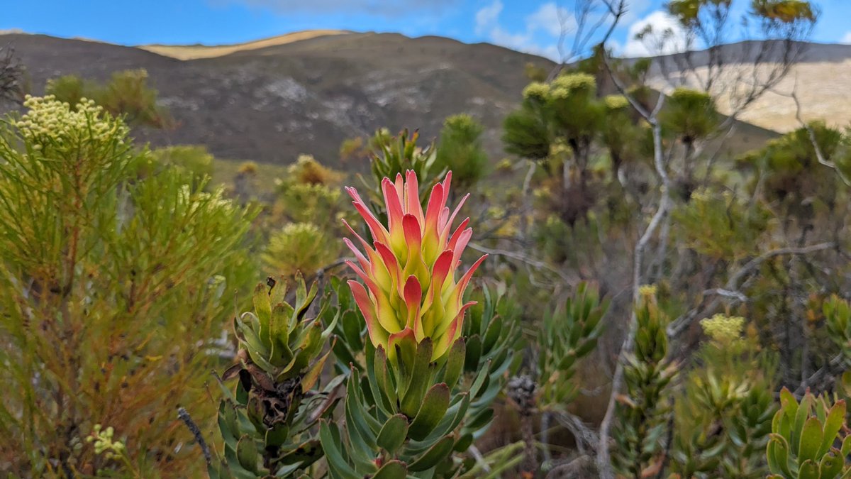 Today's view, featuring Mimetes cucullatus.