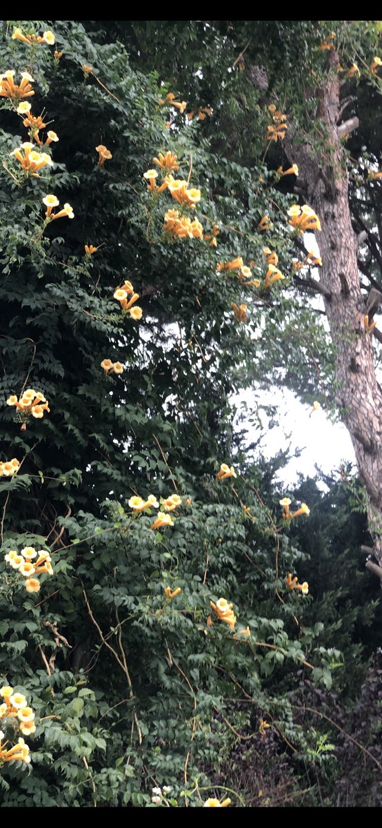 Christine tweet media