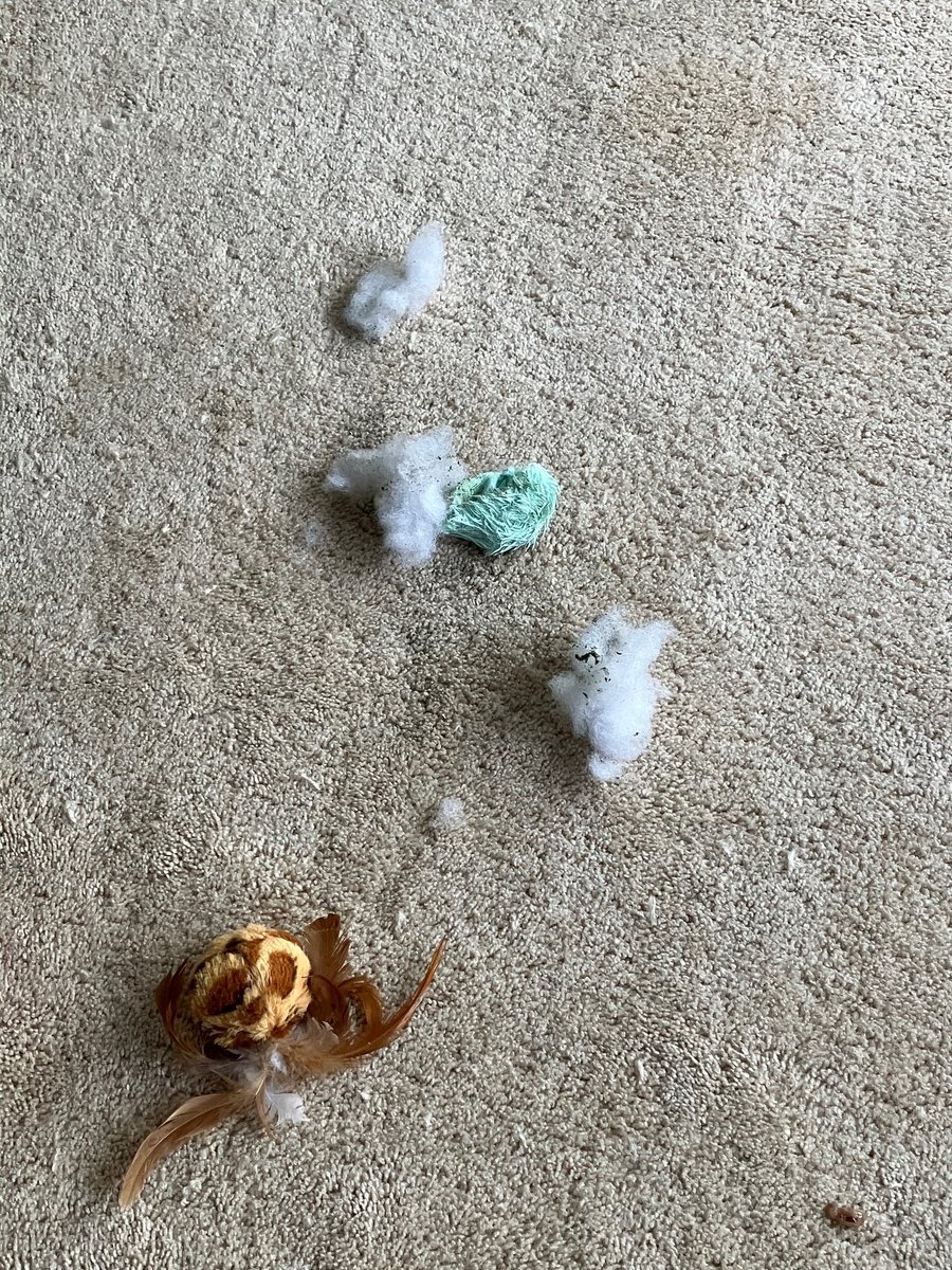 cristinepulliam's tweet photo. The mighty hunter has defeated his prey. https://t.co/Un9puXcRu9