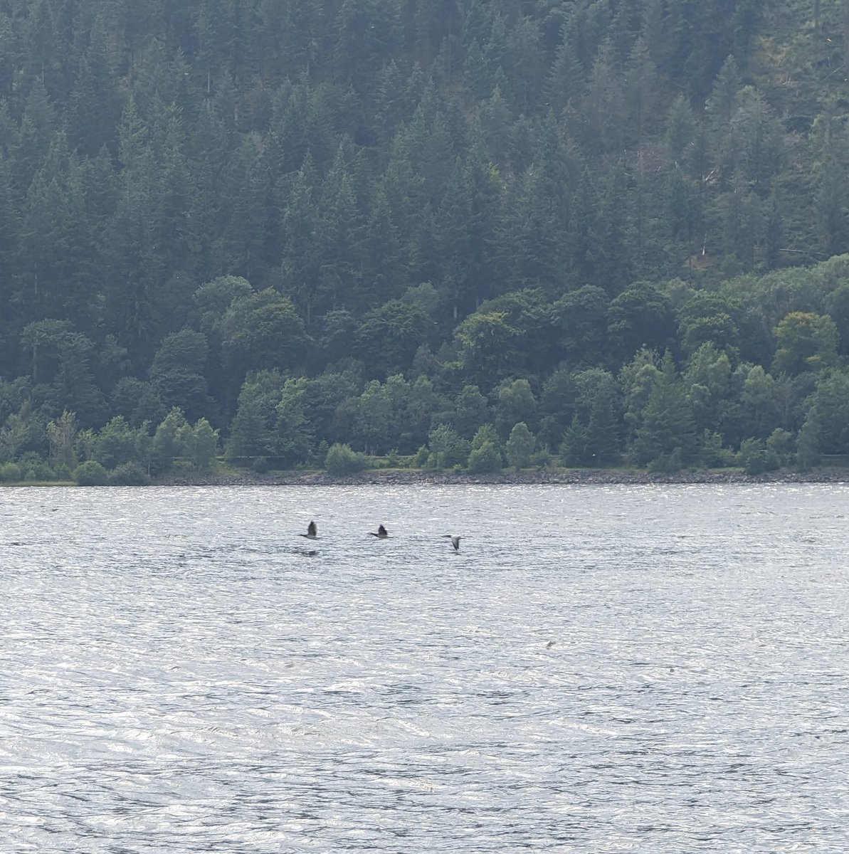 birdersjournal's tweet photo. Lots of Barnacle Geese here in the Lake District today. Is this a local population or are the winter migrants arriving very early? 😯 I must have counted over 50 @_BTO https://t.co/6506Erc7Ej