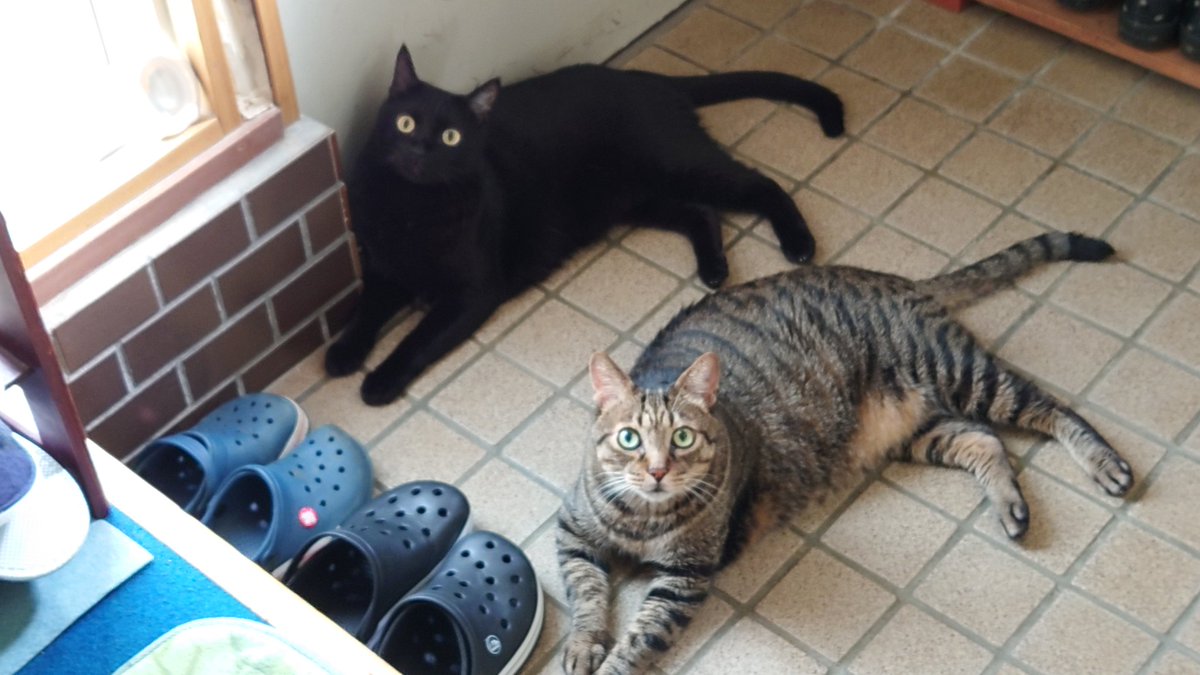 この子達が居るから生きて行ける
ありがとう🐱🐱✨

#黒猫感謝の日