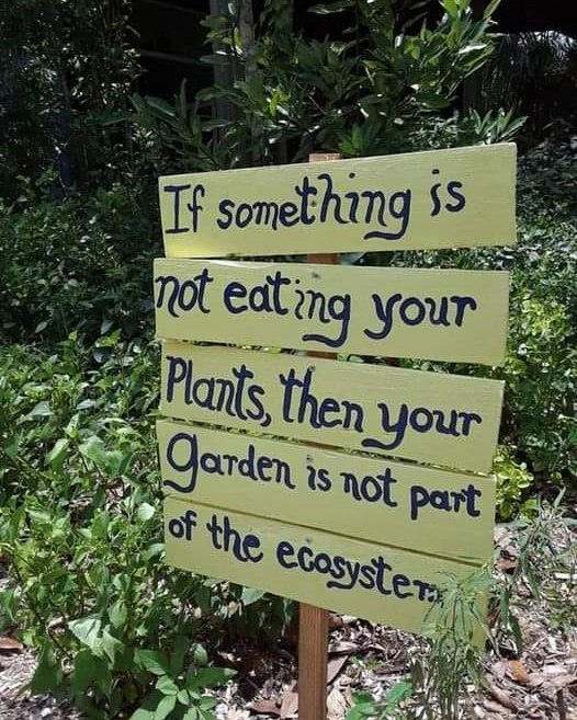 SkepticNut's tweet image. 🪲 Munch, munch - a sign of nature's touch! 🍃 Seeing a few nibbles on your plants? Congratulations, your garden is a bustling buffet for our tiny friends. 🐛 Embrace the ecosystem at work and let biodiversity thrive! 🌱🌎 
#HealthyGarden #EcoBalance