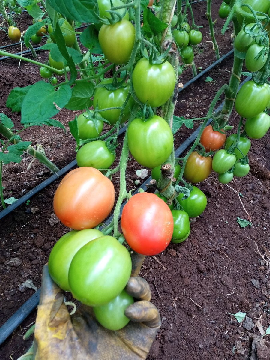 SololoMutai's tweet photo. Good evening farmers and consumers of farmer products 😊 https://t.co/YPzLzmDqRb