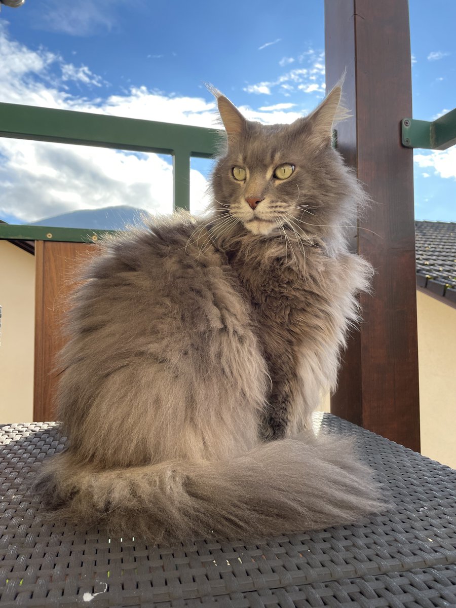 CHAT PERDU
📍Annecy-le-Vieux, Haute-Savoie

Pas de nouvelle de Joey depuis hier, dans la nuit du 16 au 17 août. 💔

RT fortement appréciés, DM si vous savez quoi que ce soit

Je suis morte d’inquiétude