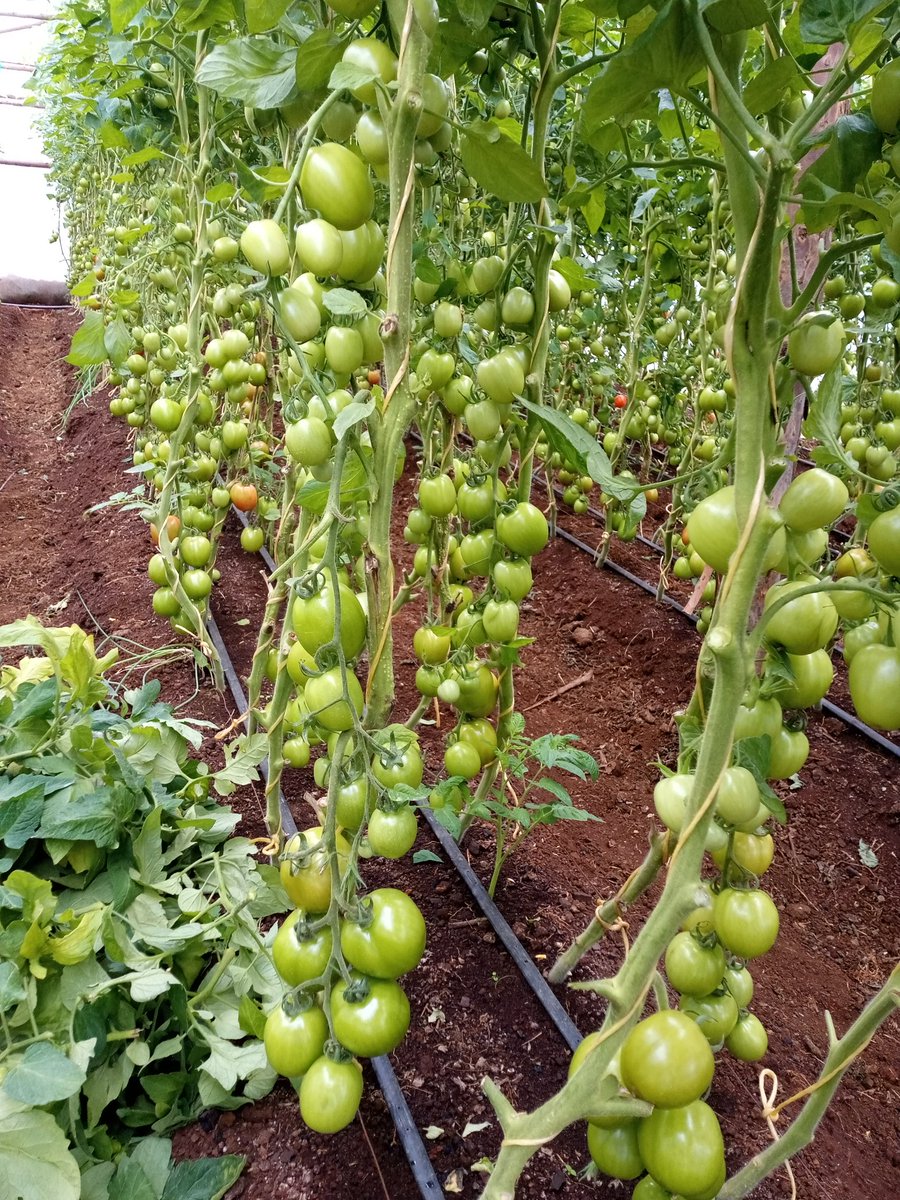 SololoMutai's tweet photo. Good evening farmers and consumers of farmer products 😊 https://t.co/YPzLzmDqRb