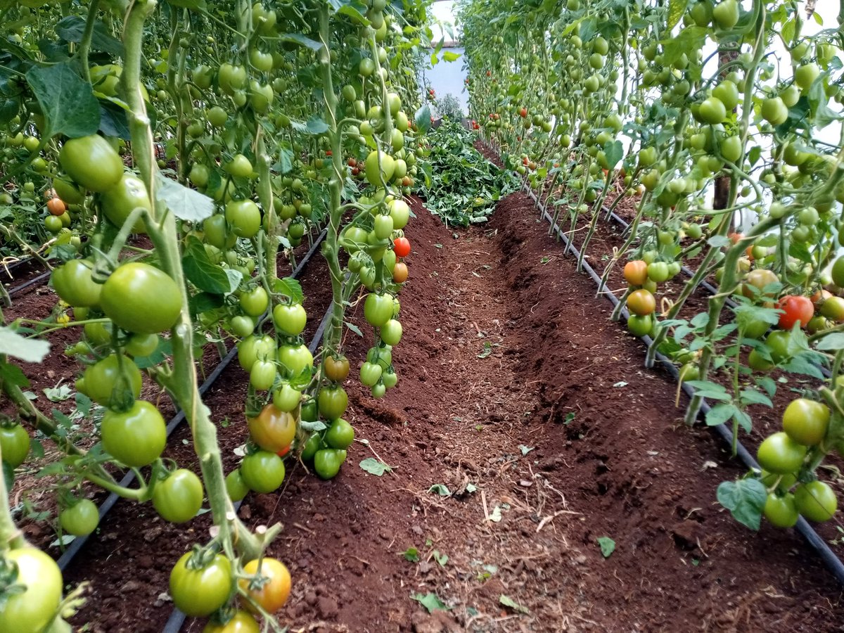 SololoMutai's tweet photo. Good evening farmers and consumers of farmer products 😊 https://t.co/YPzLzmDqRb