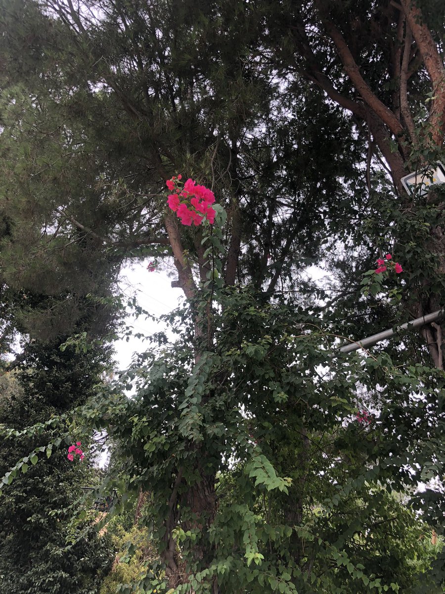 Christine tweet media