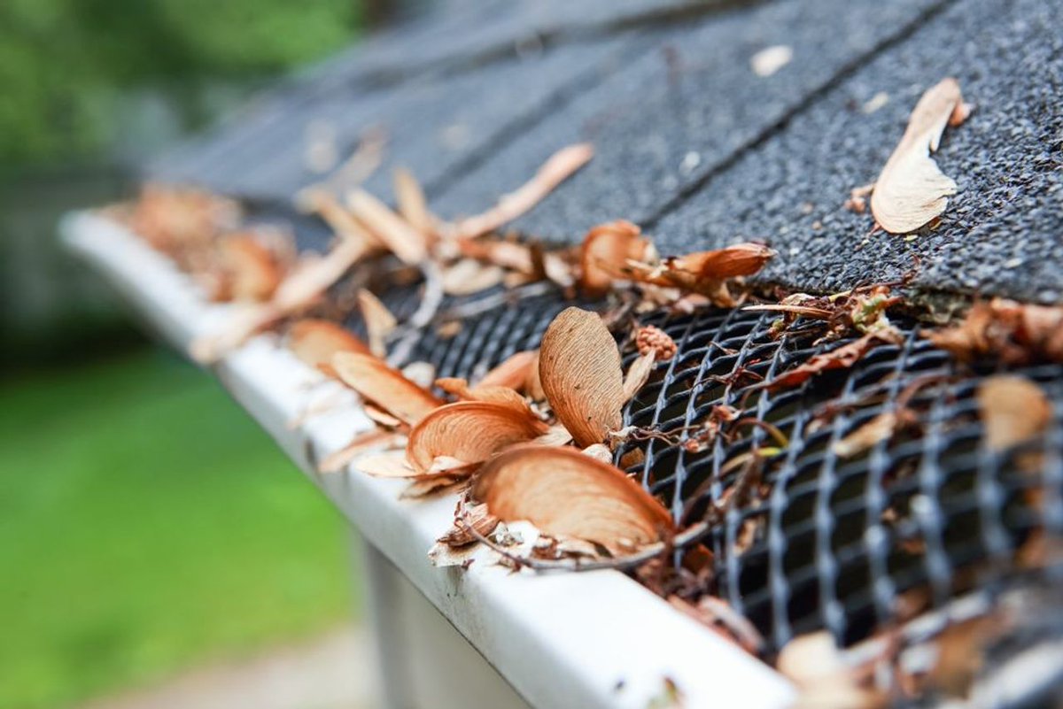 reynolds_gutter's tweet image. #Gutterguards are helpful to improve your drainage system's function, but even the best quality gutters need consistent maintenance. Get in touch with us today for your fall cleaning! reynoldsgutter.com/contact-us/ #guttertips #gutterprotection