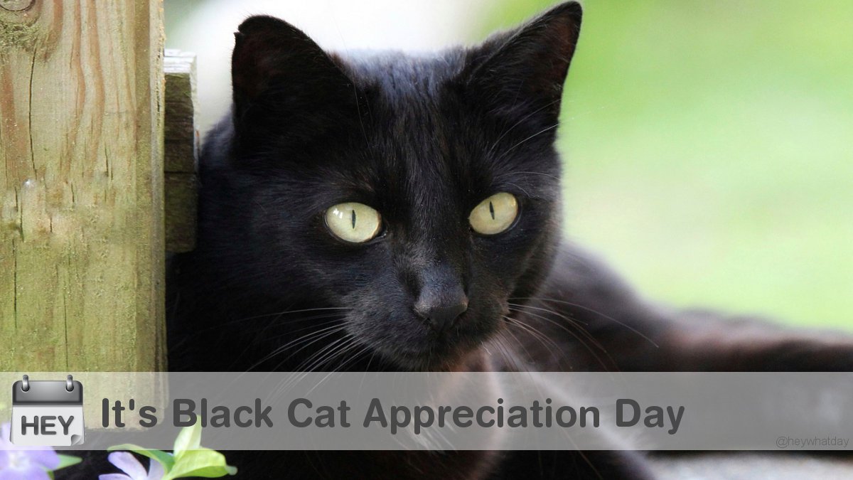 It's Black Cat Appreciation Day! 
#BlackCatAppreciationDay #BlackCatDay #Cat