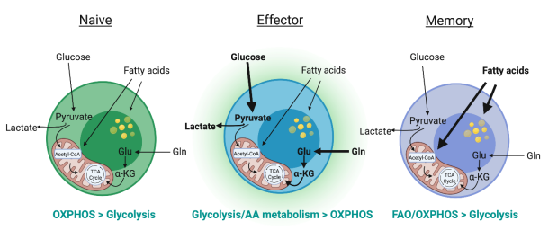discovimmunol's tweet image. 🆕 Metabolic regulation of γδ intraepithelial lymphocytes 

@SaraAlonsoMera &amp;amp; @EdelblumLab explore #immunometabolism in #gdTcells in the intestinal #epithelium, discussing the role of #GutMicrobiota &amp;amp; bioenergetics

Read here #OA 👉bit.ly/45xRqxO