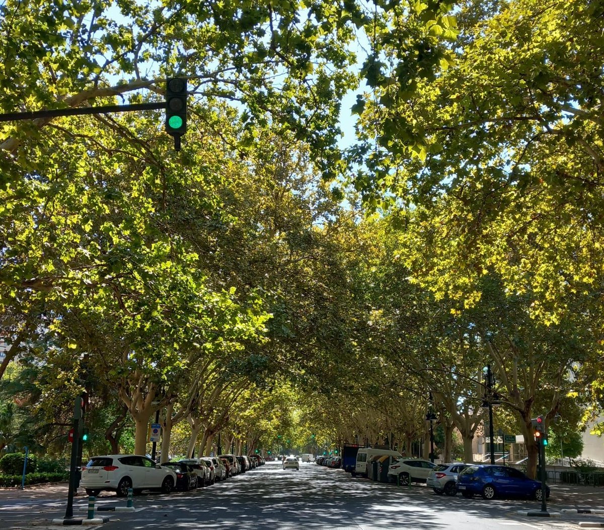 arbopalm's tweet photo. La sombra de los árboles impide el sobrecalentamiento del asfalto en verano y alivia las altas temperaturas. Lo sé porque me muevo en moto (eléctrica) a diario y busco esa sombra en los semáforos. Mejor que sean caducos porque en invierno inversamente busco el sol.
#isladecalor https://t.co/tQfXgvfPzD