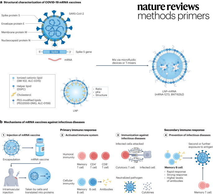 Check out our latest Primer discussing the development of nanomaterials for mRNA vaccines, how these are designed and the underlying mechanisms of cellular uptake and immune stimulation <a href="/yizhoudonglab/">Yizhou Dong</a> <a href="/DJSiegwart/">Daniel Siegwart</a> <a href="/WeiTaoLab/">Wei Tao</a> <a href="/ab_ester/">Ester Alvarez Benedicto, Ph.D.</a> <a href="/XiangangHuang/">Xiangang Huang</a> 

go.nature.com/3OEECyD