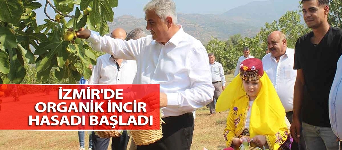 tarimtv's tweet photo. İncir üretiminde Türkiye’nin önemli merkezlerinden olan İzmir'in Ödemiş ilçesinde incir hasadı başladı. @odemistarim @izmirtarim https://t.co/DEUKYHHlFD https://t.co/vkV6eY1CrD