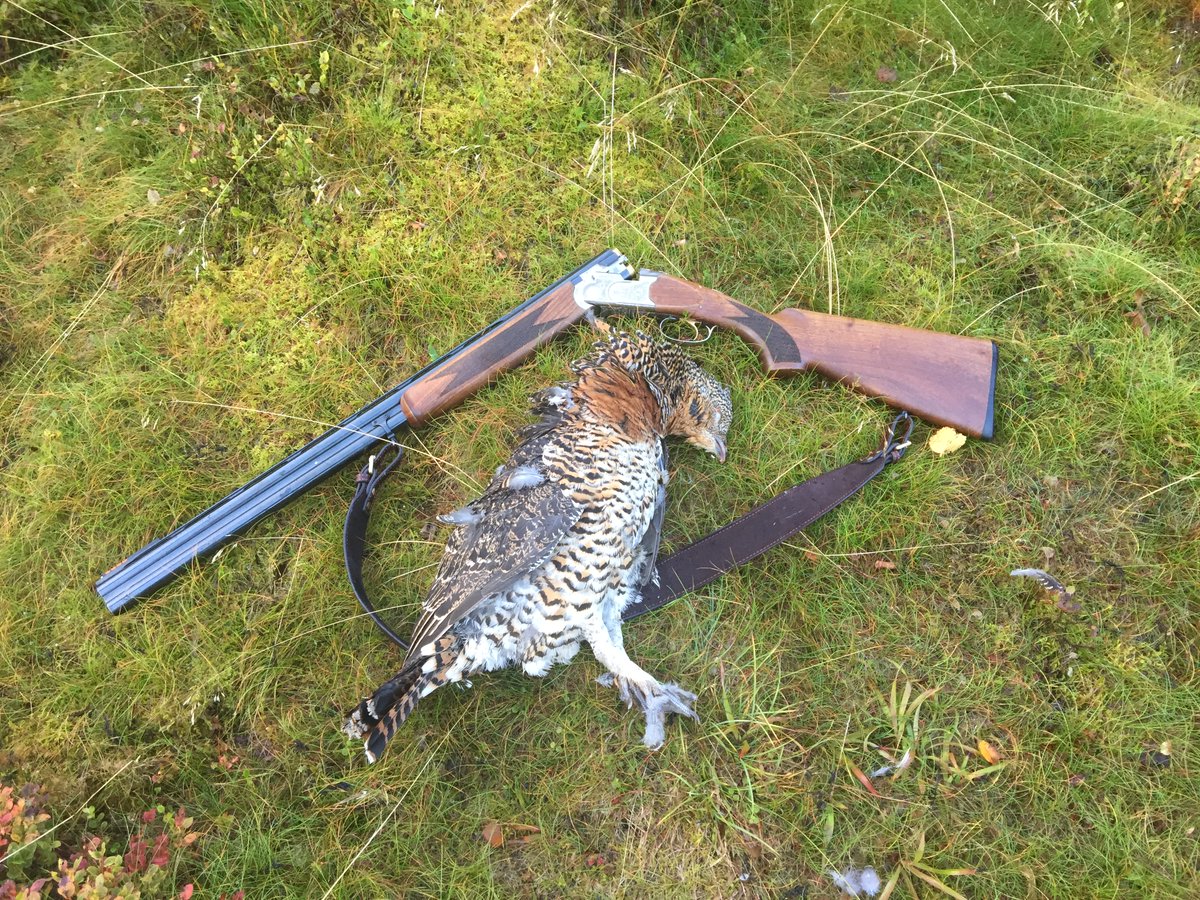 HuntersComp's tweet image. User: Skollis
Date: 2018-09-12
Country: Norge
Region: Innlandet
Species: Storfugl
Sex: female
Weight:  - kg / - lbs
HuntersCompanion.com
#hunting #jakt #jagd #chasse #caipercaille #røy