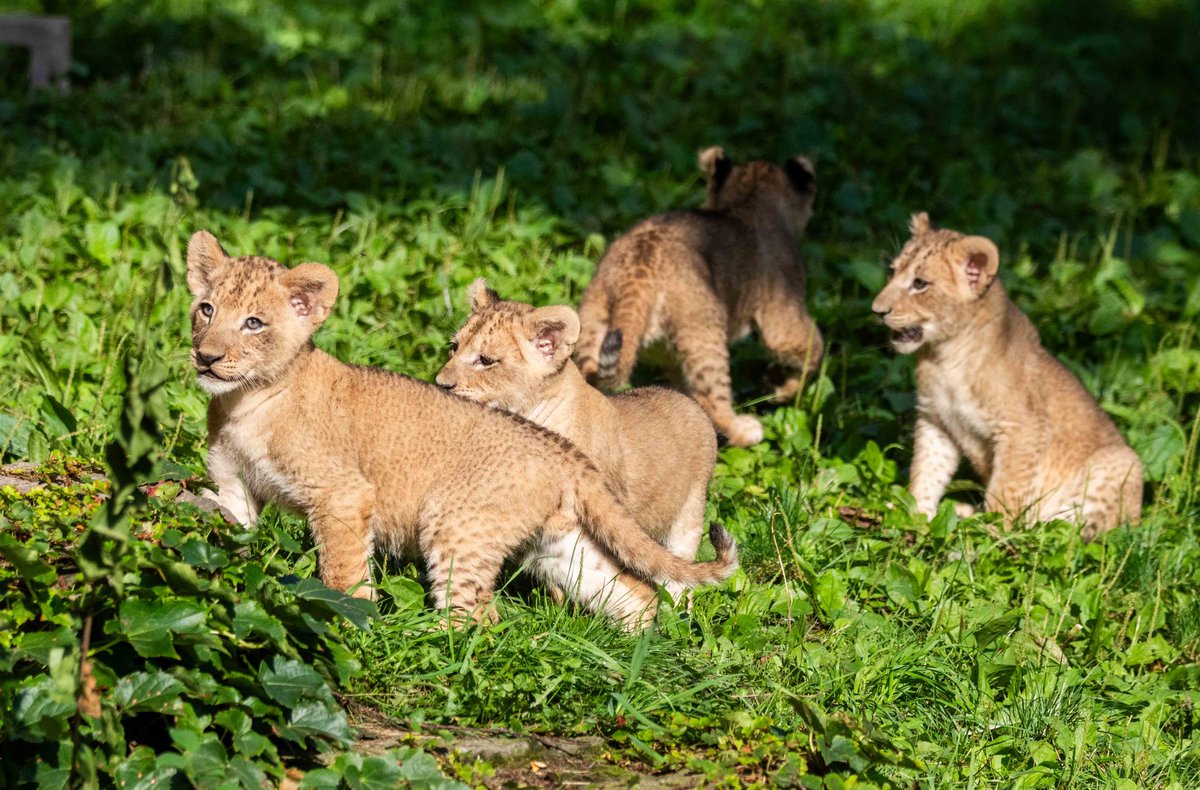 Today's the day! We are thrilled to announce that the four lion cubs born June 2nd and 3rd are ready to make their public debut. 

Starting today, Buffalo Zoo guests can visit mother, Lusaka and the cubs daily from 10:00 am to 12:00 pm.