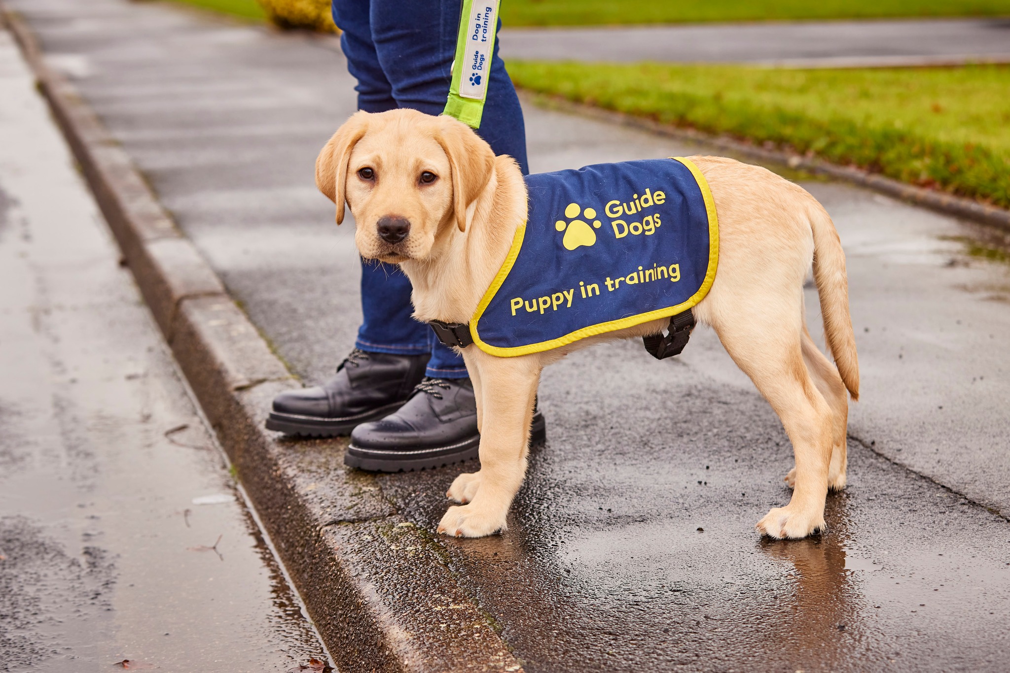 Seeing eye dogs training 2025