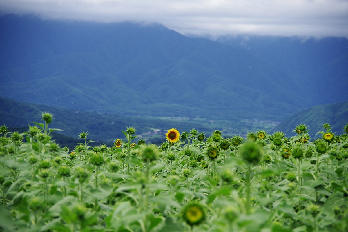 emiripapas's tweet photo. ここのところ暑いので8月はほぼカメラを握らず。だいぶ弱ってしまいました。数少ない今年の夏に撮った写真。 https://t.co/LdMwGxKxm8