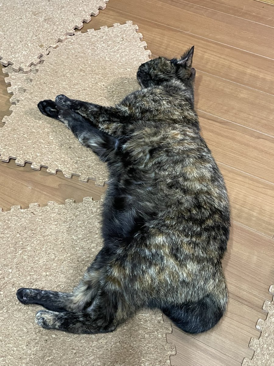 Tora_Azuki's tweet photo. 400日目。今日のぽっちゃりコンビ(とらとつぶ)。
#ねこ #あずき #とらじろう #つぶあん #ぽっちゃり #お昼寝 #日向ぼっこ #一緒 #茶トラ #サビ猫 #猫のいる暮らし #cat #adoptedcat #rescuedcat #plumped #nap #together #redtabby #tortie #catlife https://t.co/mWfrRxEfMX