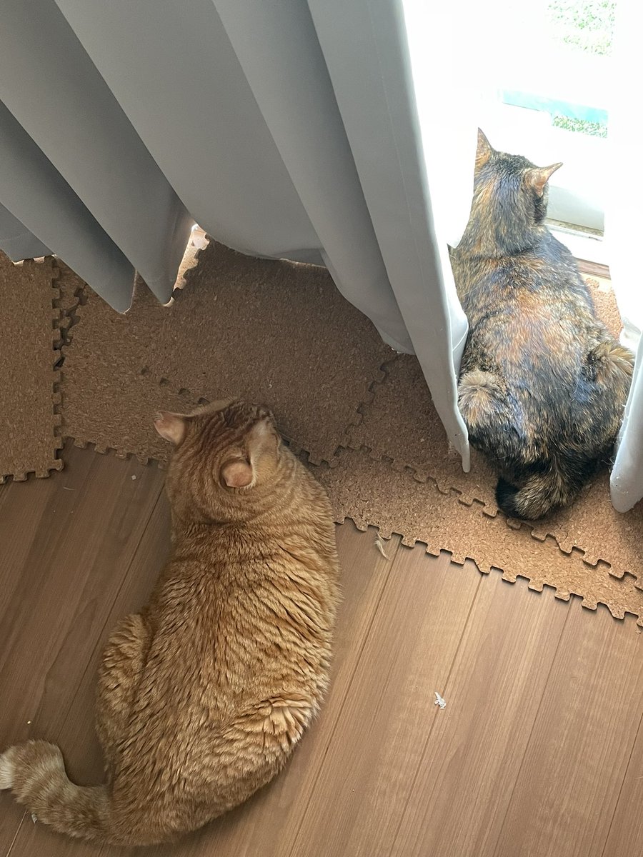 Tora_Azuki's tweet photo. 400日目。今日のぽっちゃりコンビ(とらとつぶ)。
#ねこ #あずき #とらじろう #つぶあん #ぽっちゃり #お昼寝 #日向ぼっこ #一緒 #茶トラ #サビ猫 #猫のいる暮らし #cat #adoptedcat #rescuedcat #plumped #nap #together #redtabby #tortie #catlife https://t.co/mWfrRxEfMX