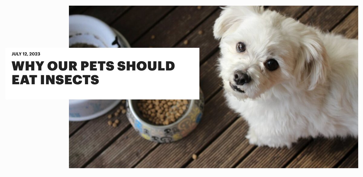 🐶🐱 From premium meat cuts to fancy supplements, the pet food sector is transforming.

But are traditional meats a good direction for the already high carbon industry?

We think insect-based pet food is the way to go👇
shorturl.at/fkq28

#petfood #sustainablefood #foodtech
