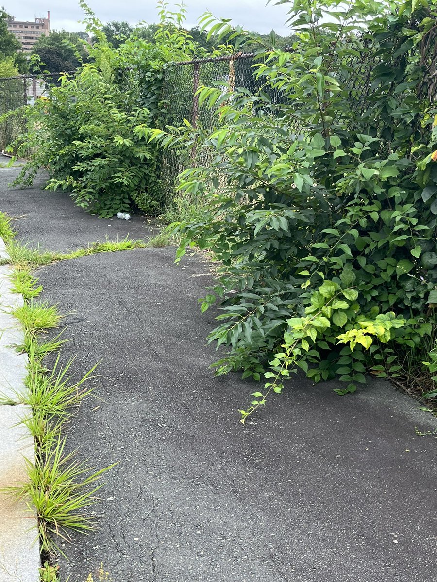 pgoldie47's tweet photo. @BostonParksDept  @JoshAl1256 @CityOfBoston  @BOS311 Can anyone help get this fence on Clancy Road that backs into Walsh Park cleaned up? It’s the same issue EVERY YEAR. Zero maintenance on it, then it becomes overgrown &amp; sidewalk impassable! Residents have created 311’s already. https://t.co/GfpHfb7RDV