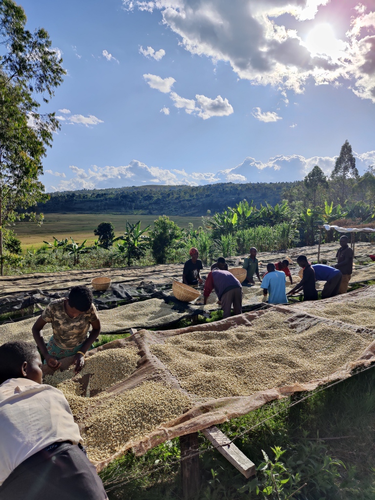 Introducing our latest microlot Dusangirumugambi. ☕️⁠
⁠
This washed coffee comes from the Dusangirumugambi cooperative in Karusi province, Northern Burundi. The name means “to share common goals”. ⁠
⁠
To try it yourself, visit the link in our bio. 🎉