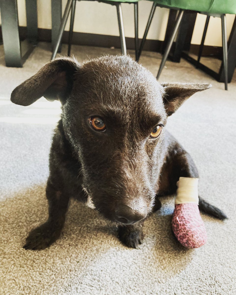 Sarah Foster tweet media