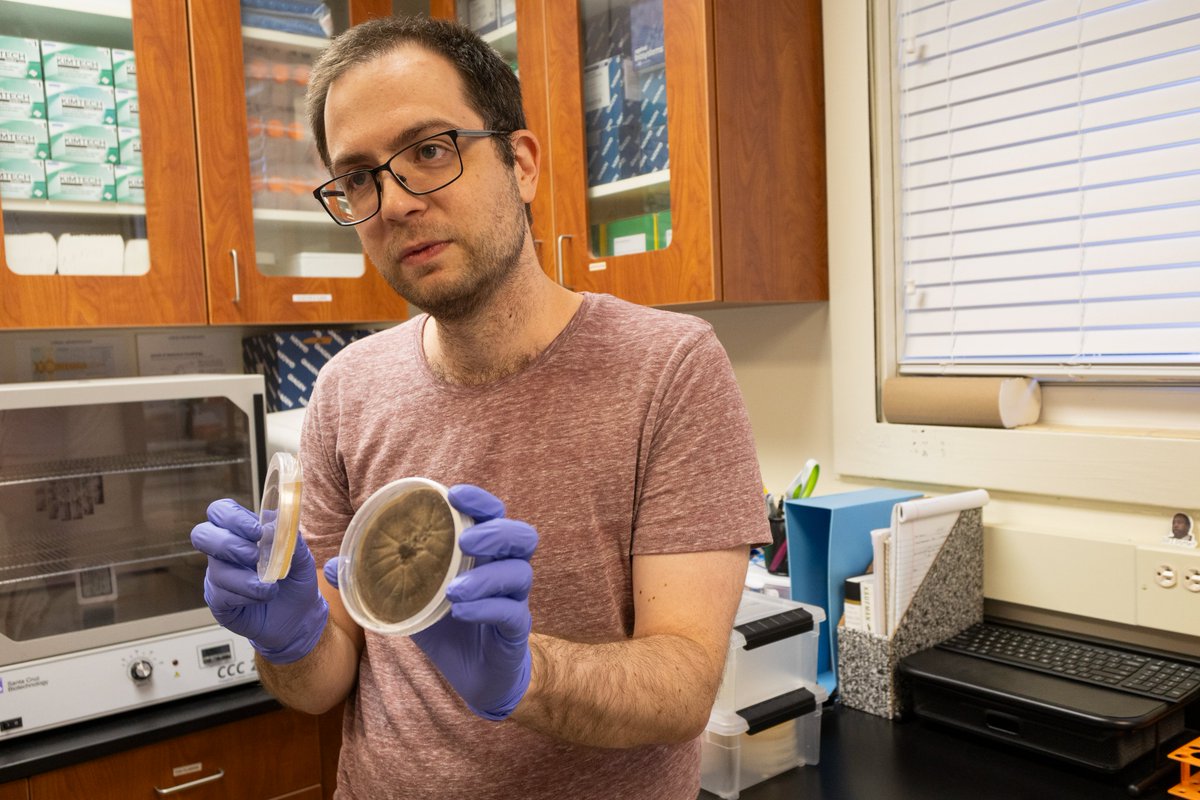 Step into Dr. Caragata's lab! @caragata_eric focuses on mosquito-microbe interactions. He collects and identifies bacteria and fungi from mosquitoes as part of that work.