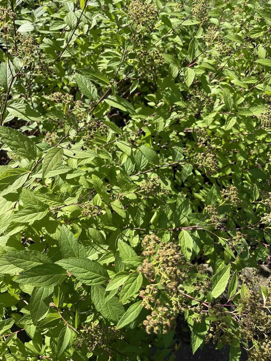 jwlawrence12's tweet photo. @FrankFerragine Hi Frank would you identify this shrub for me, thank you, https://t.co/szaFlNBsu7
