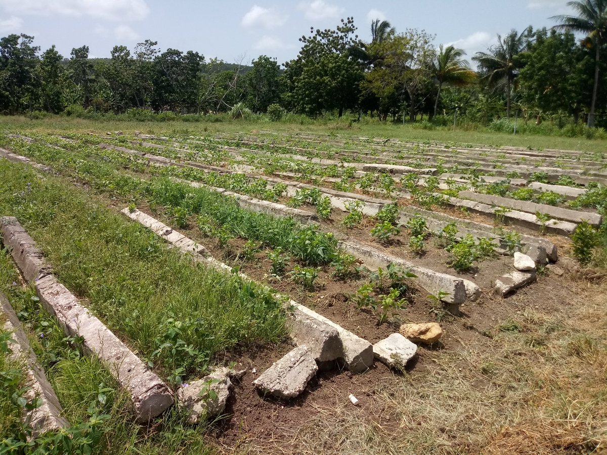 portalcayomambi's tweet photo. AMPP Frank País continúa con la vinculación de organopónicos para el mejoramiento de la soberanía alimentaria de nuestro municipio.
#frankpais https://t.co/Eg3mEevKCL