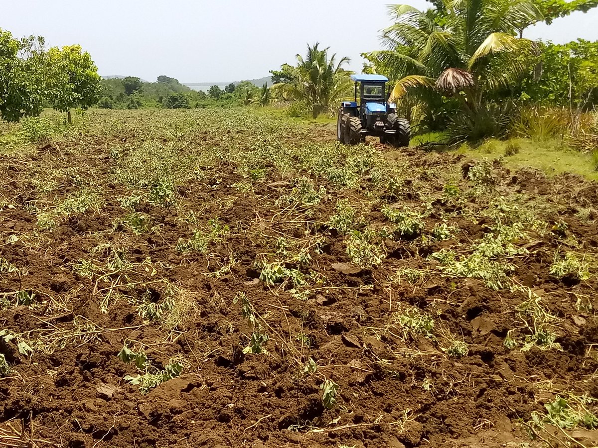portalcayomambi's tweet photo. AMPP Frank País continúa con la vinculación de organopónicos para el mejoramiento de la soberanía alimentaria de nuestro municipio.
#frankpais https://t.co/Eg3mEevKCL
