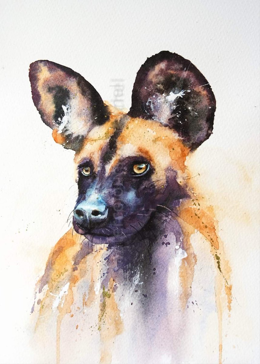 Elidanza's tweet photo. My African painted Dog on sale on my website
https://t.co/qrFO6F22j5
To help conservation
#afpd #artistsforpainteddogs #kawdct #weekofwilddog #internationalpainteddogday #art #africanpainteddog #painteddog #sketch #watercolour #conservationart #wildlifeart #wildlifeartist https://t.co/KIyNz8Oo6c