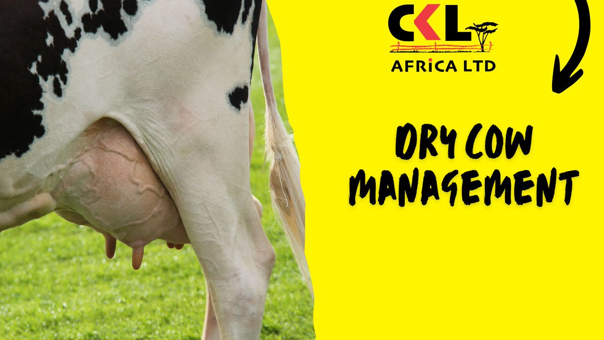 CKLAfricaltd's tweet photo. Calving is a crucial time in a cow's life, and proper preparation can make the process smoother and safer for both the cow and her newborn. Let's get started on the journey to mastering effective dry cow management here https://t.co/7DlCo3rXmO https://t.co/HZABW0079u