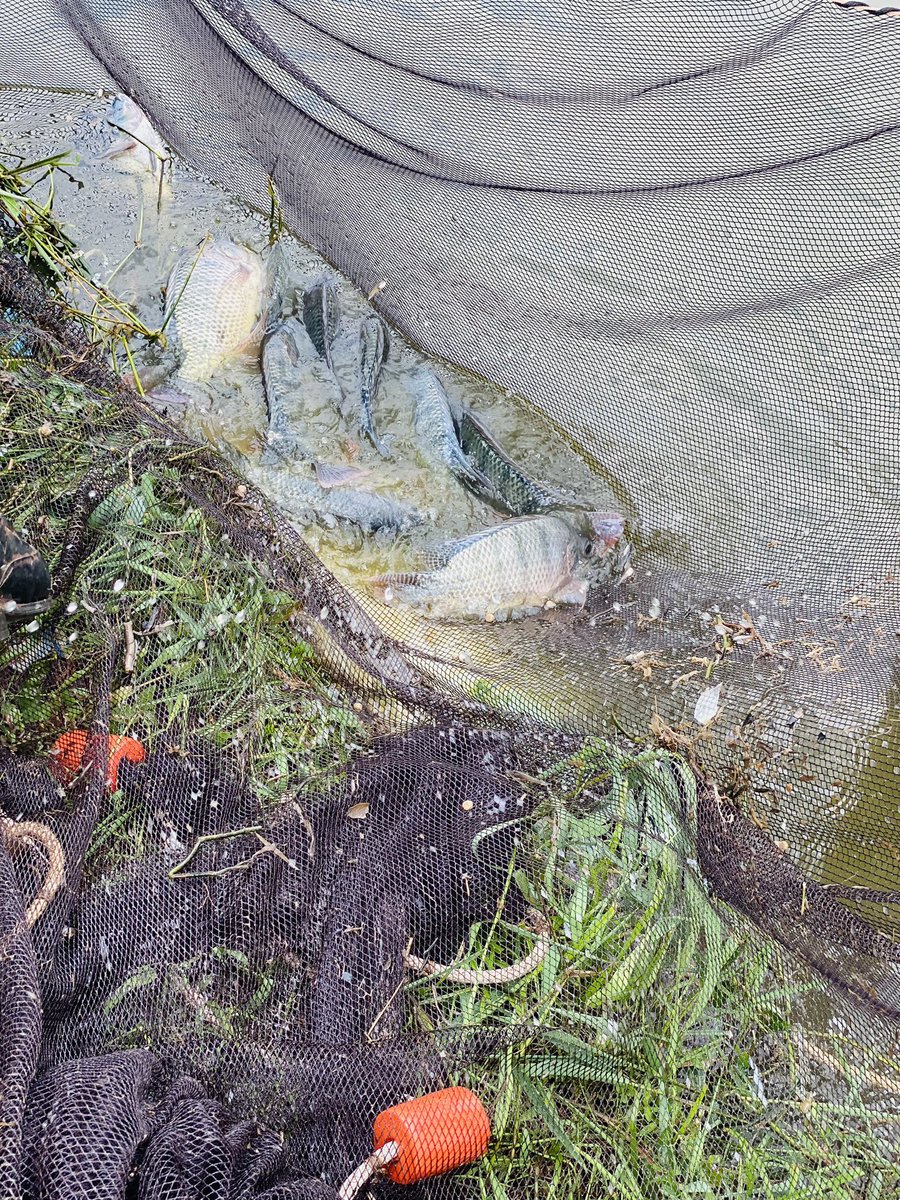 Genevieve_api's tweet photo. Aquaculture remains a viable option to improve production but #market acess is still a major challlenge facing Aquaculture value chain actors in uganda. @ASARECA #AIRTEAProject https://t.co/FRHczskVXd
