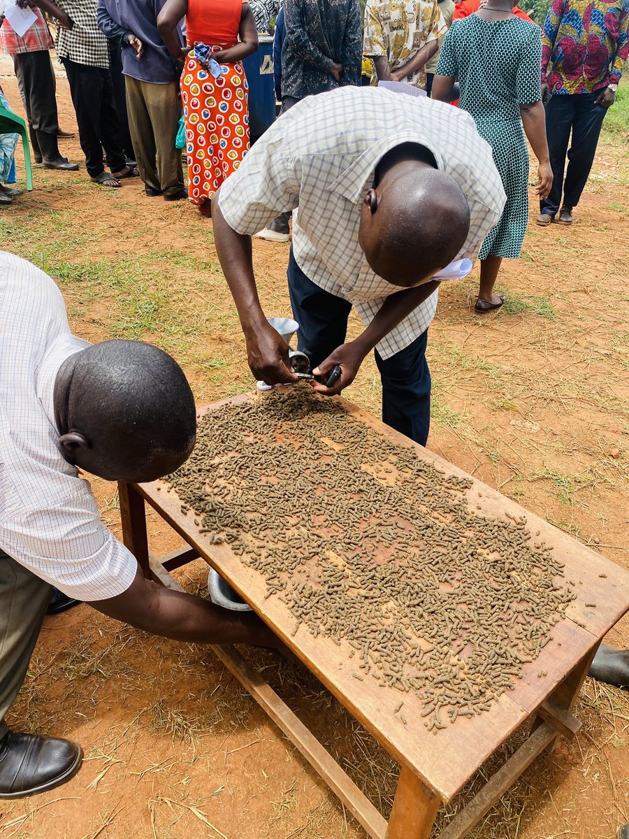 Genevieve_api's tweet photo. Aquaculture remains a viable option to improve production but #market acess is still a major challlenge facing Aquaculture value chain actors in uganda. @ASARECA #AIRTEAProject https://t.co/FRHczskVXd