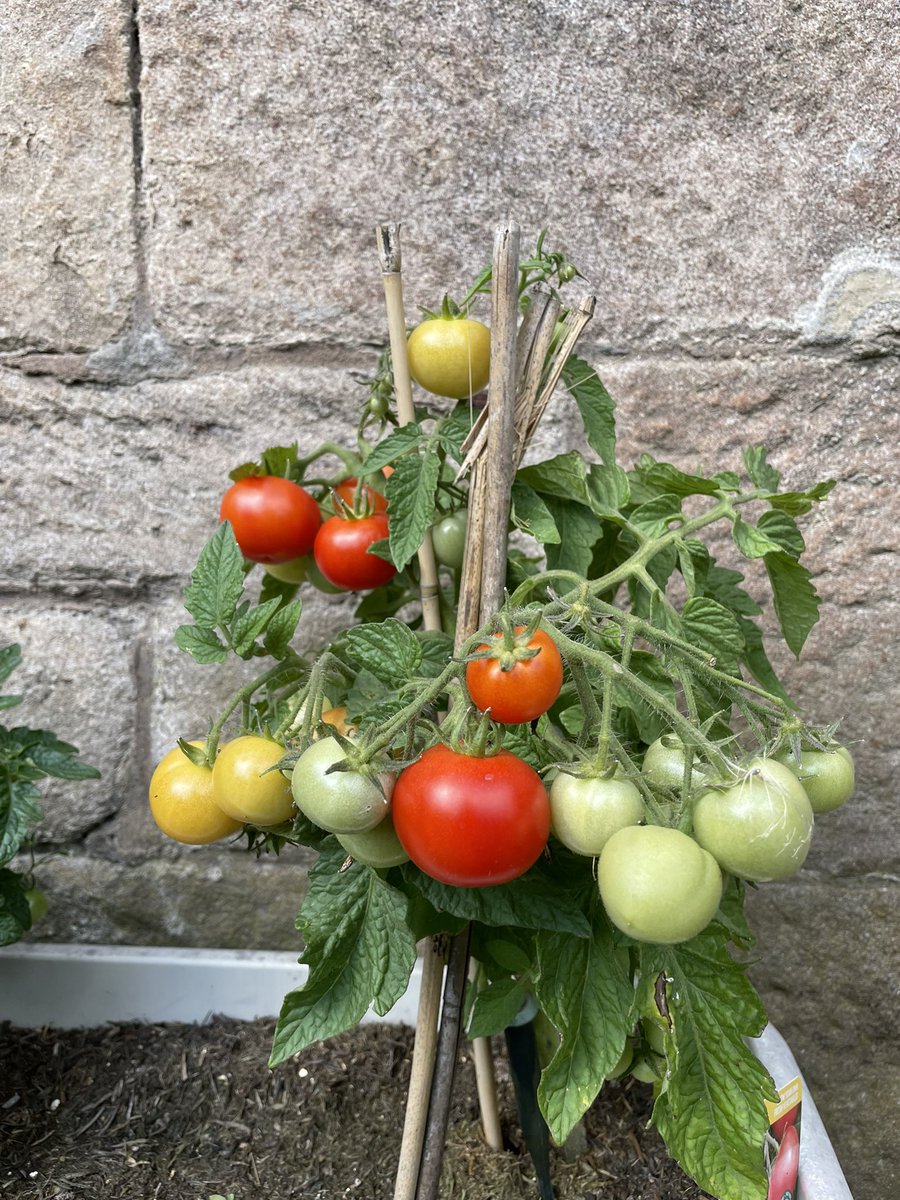 luluphooey's tweet photo. They are looking goodβ¦. #vegwatch https://t.co/EOWI7tNWmW