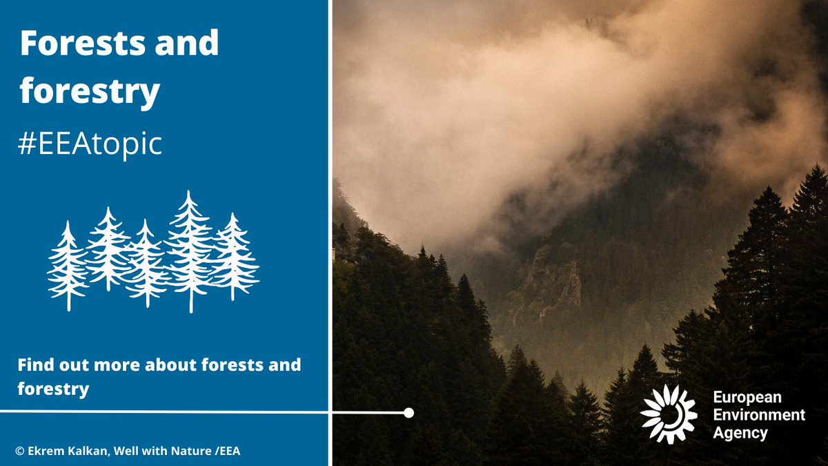 EUEnvironment's tweet image. Did you know that around 40% of Europe’s land is covered by forests? 🌲

Forests play an essential role by hosting terrestrial species of animals &amp;amp; plants. They serve as carbon sinks &amp;amp; contribute to food security &amp;amp; our economy. 

👉 #EEAtopic on forests: eu1.hubs.ly/H0503R40