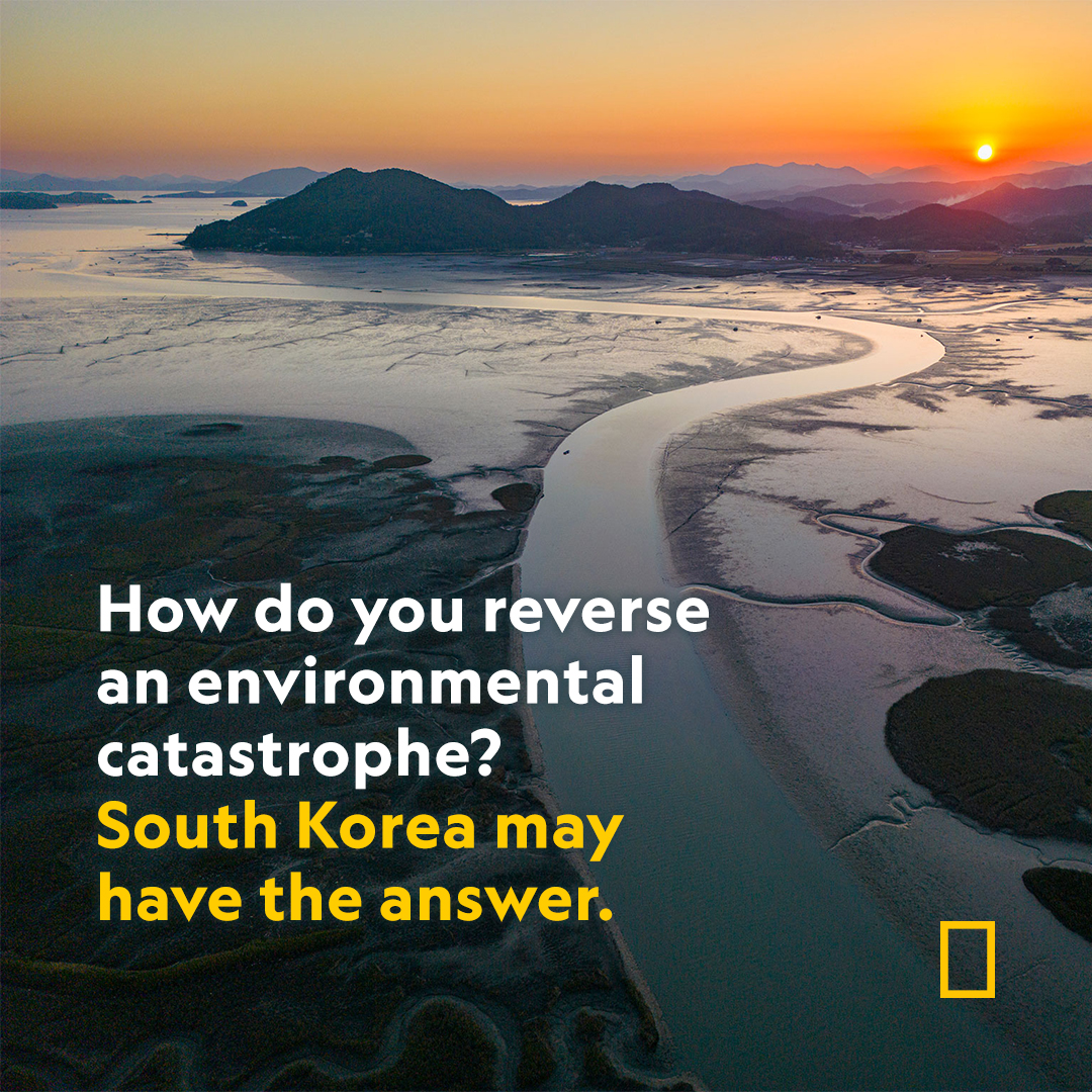 After two-thirds of the country’s tidal flats were lost to shoreline development, South Korean scientists set out to prove why this ecosystem is so essential 
  on.natgeo.com/3qzLhCg