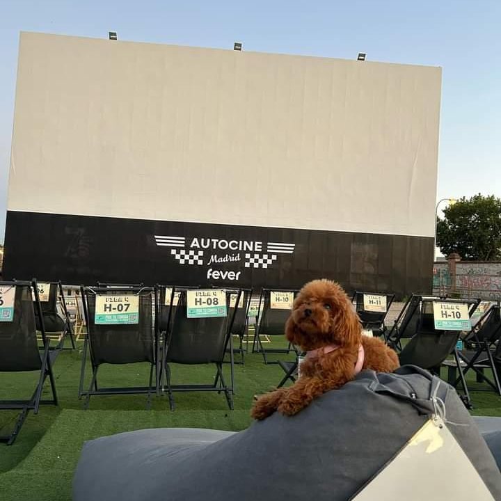 ¡Hoy toca #tarde de perros!

#autocinemadrid #perros
