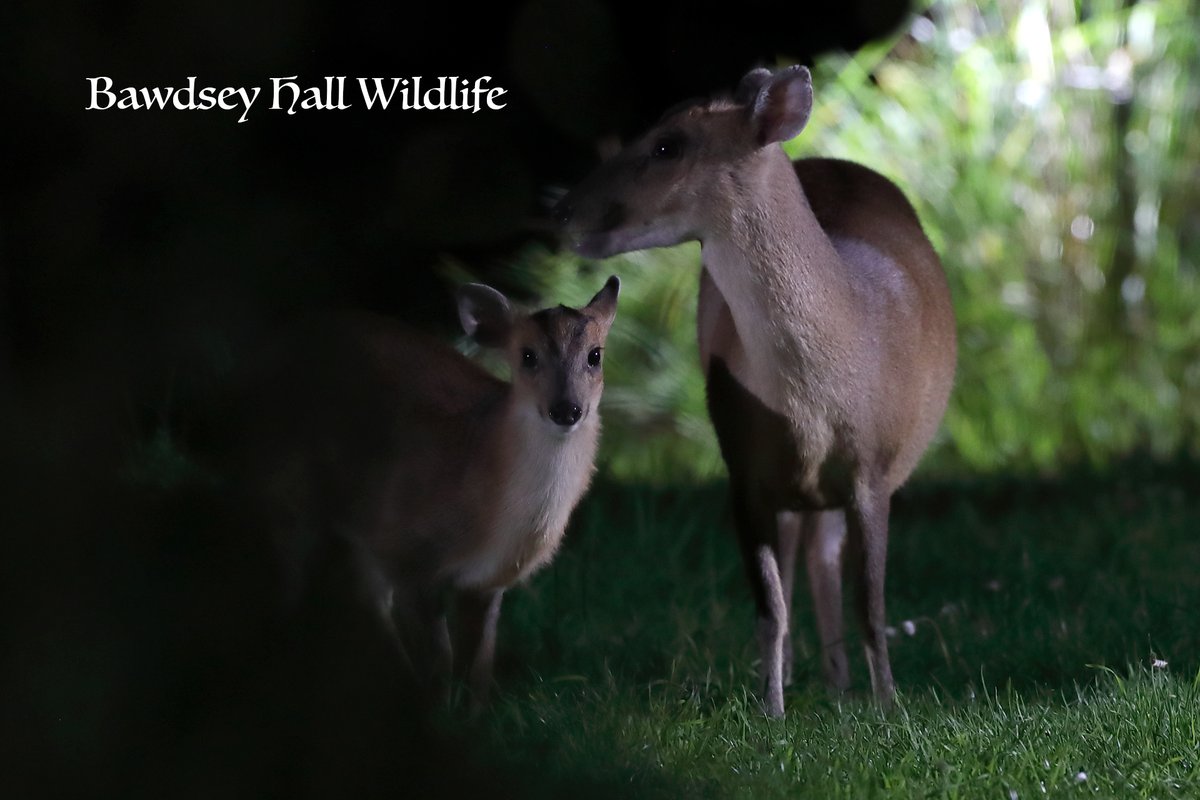 Meet the resident wildlife at @bawdseyhall and @bawdseyhallwildlifehides

.
.
.
.
.
#wildlifephotographyhides #wildlifephotographer #wildlifephotographyuk #naturephotography #naturebrilliance #animaladdicts #suffolkcoast #suffolkbusiness #suffolkphotographer  @thesuffolkcoast