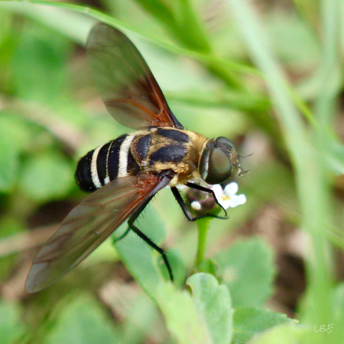 LisaNaturePhoto's tweet photo. “We humans are a minority of giants stumbling around in a world of little things.” -Sue Hubbell
#beefly #diptera #bombyliidae #coolbugs #tinyflower #insectphotography #canonusa #naturephotography #naturelover https://t.co/c3jNC7QB3h