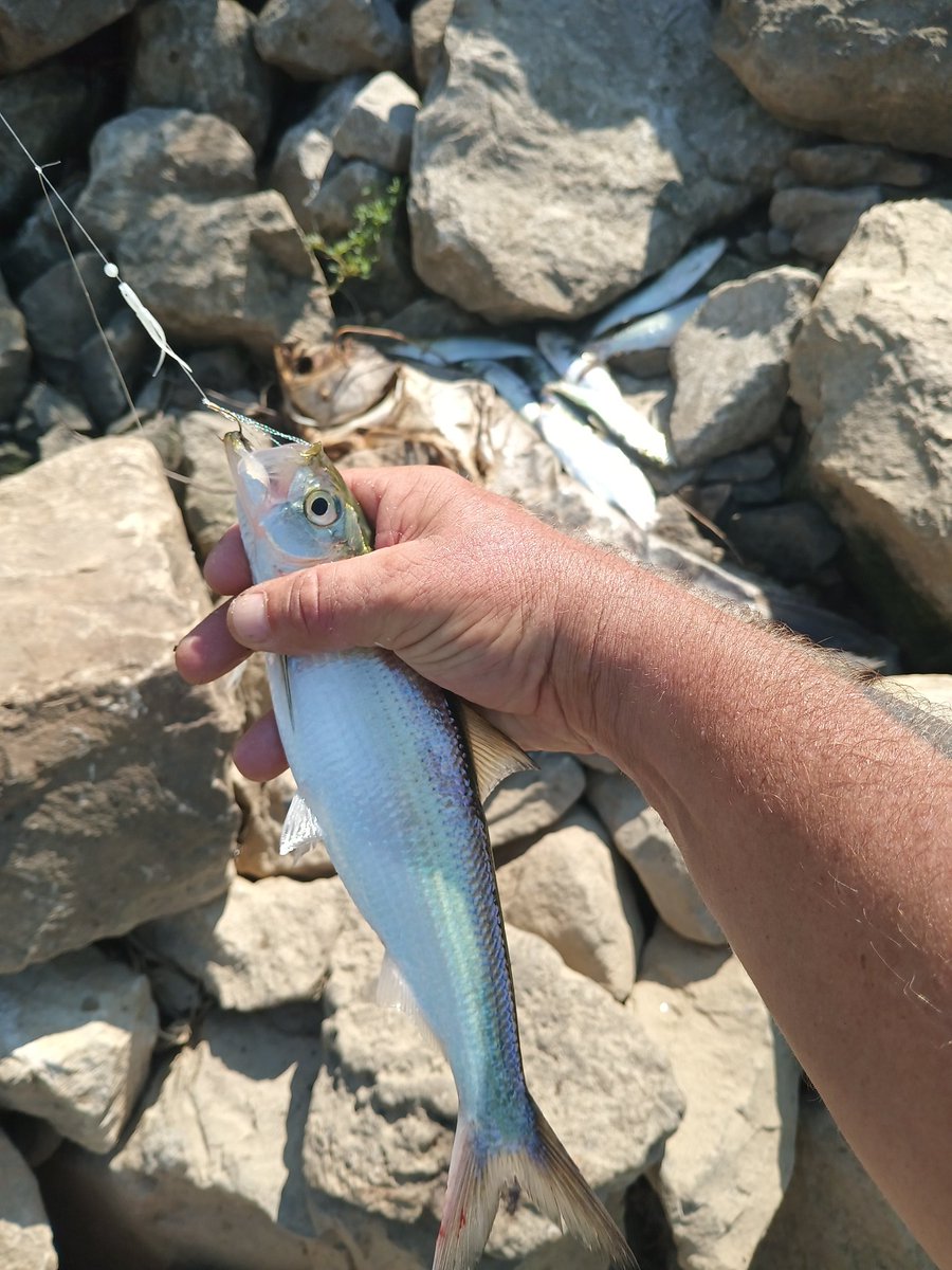TONEROCK415's tweet photo. SKIPJACK HERRING #CATCH23 #FISHANGLERAPP #FISHANGLER @FISHANGLERAPP https://t.co/whr8esmQn4