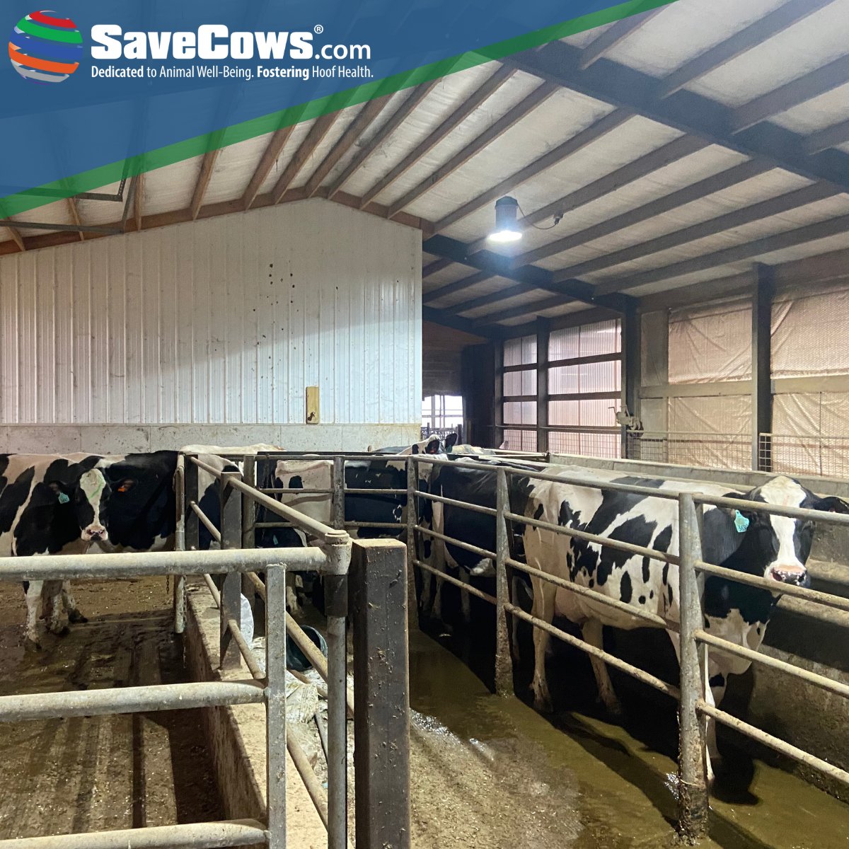 When trim areas are designed with a bud box and race, cows line up on their own. This makes for effortless and efficient hoof trimming! #SaveCowsNetwork